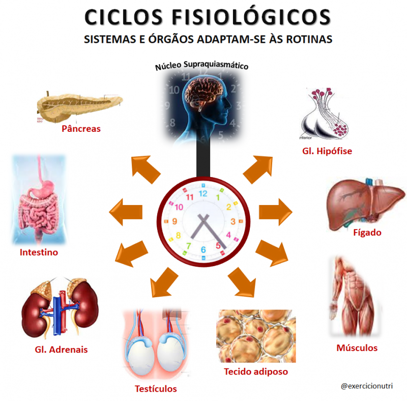 Cronobiologia e suas rotinas di rias O Imparcial