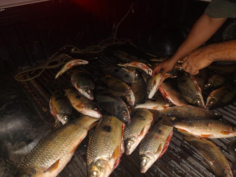 Polícia Ambiental localizou 31 peixes durante fiscalização a um veículo na estrada vicinal Carvalho Sobrinho, em Pauliceia