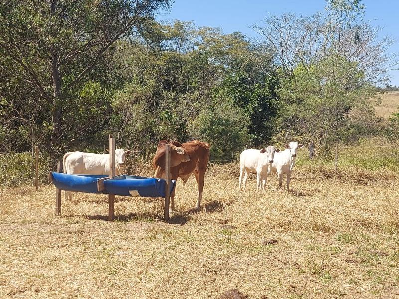 Animais foram apreendidos e por não haver local para destinação ficaram depositados ao infrator a título de depositário fiel