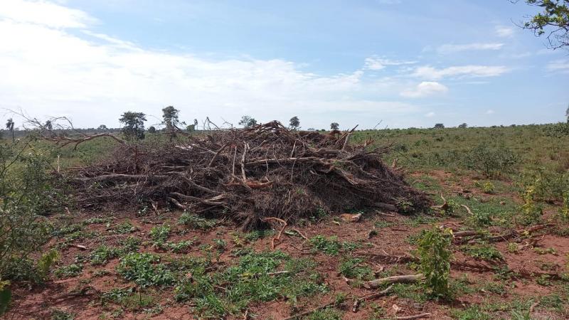 Autuação por desmatamento de vegetação nativa ocorreu nesta sexta-feira  