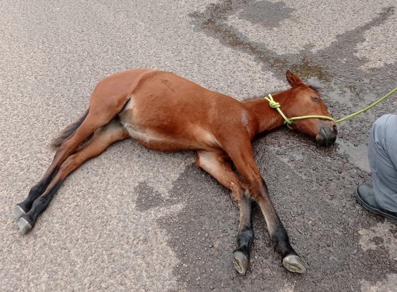 Equino que estava debilitado, caiu ao solo e não se levantou mais, apontou policiamento rodoviário