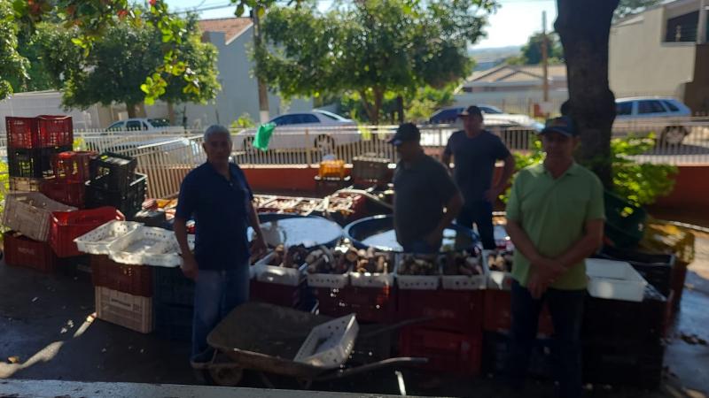 Mais de 50 voluntários assumiram a missão de descascar mais de 2.200 quilos de mandioca para o preparo das tradicionais coxinhas que serão servidas na edição 2024 da Fejupi