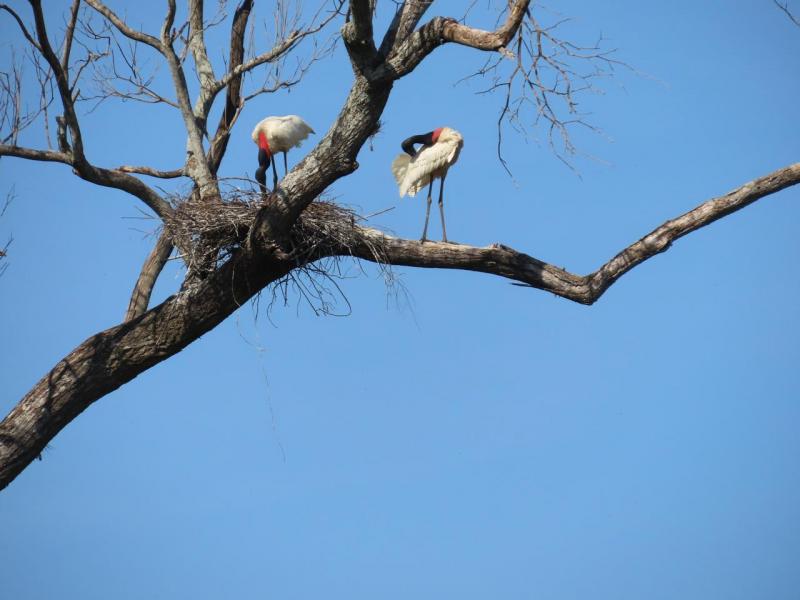 Ninho e aves estavam em área florestada, onde Apoena reivindica criação de unidade de conservação