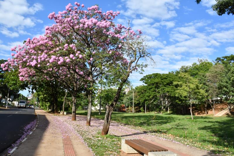 Guia estabelece parâmetros técnicos para plantio de árvores no contexto urbano