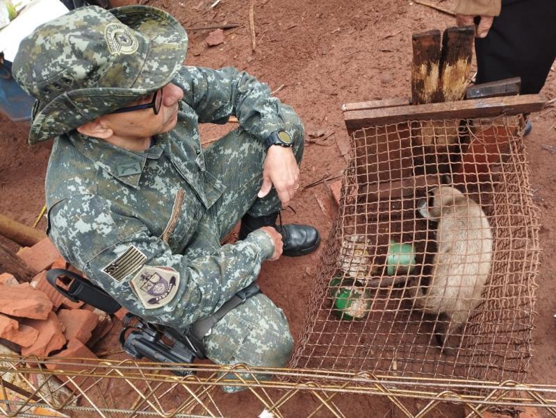 Nos 53 municípios da região, 35 cães e gatos já foram recolhidos neste ano