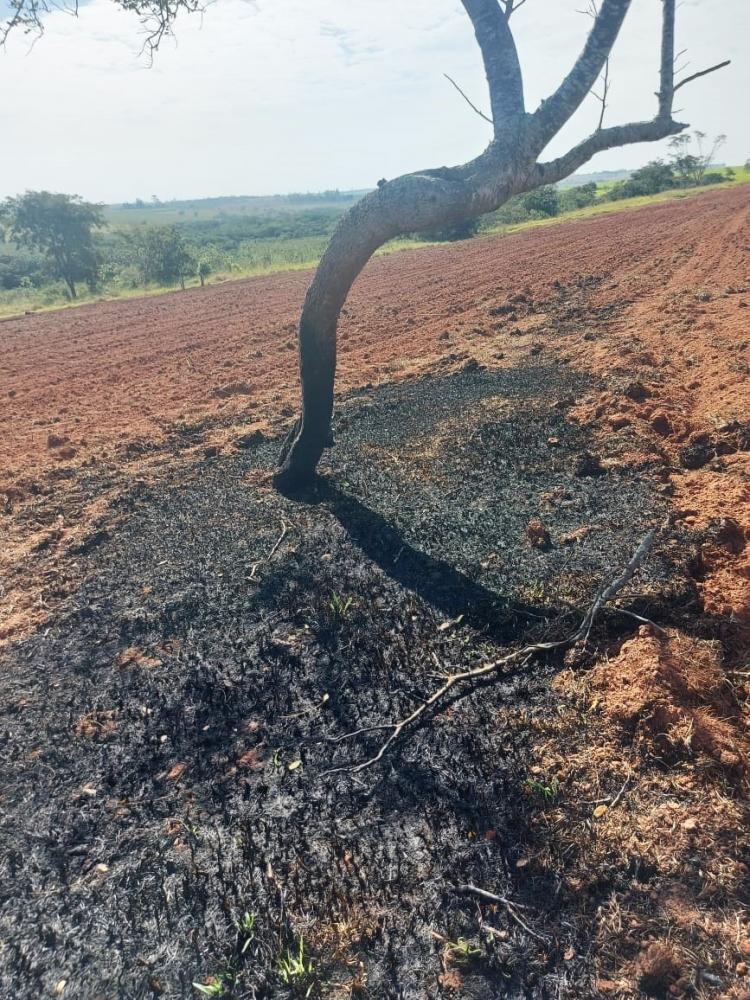 Em vistoria, policiais constaram pontos com resquícios do fogo e árvore danificada pelo incêndio