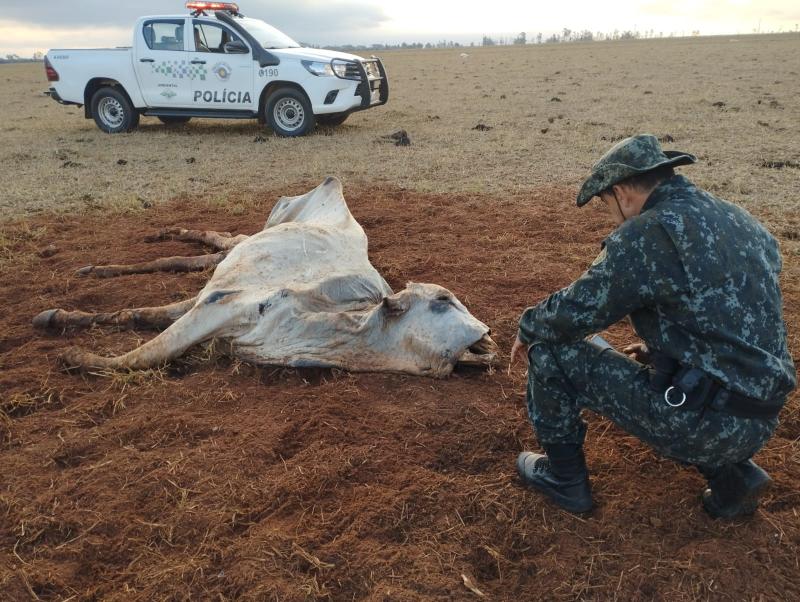 Polícia Ambiental constatou que lote de 20 hectares era insuficiente para os 63 bovinos presentes na propriedade e que a pastagem estava degradada devido ao período de inverno