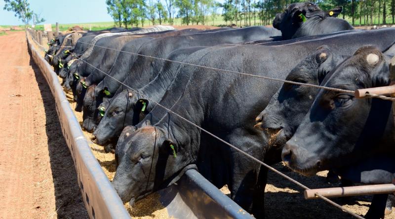 Sistemas intensivos reúnem as características ideais para proliferação dos patógenos