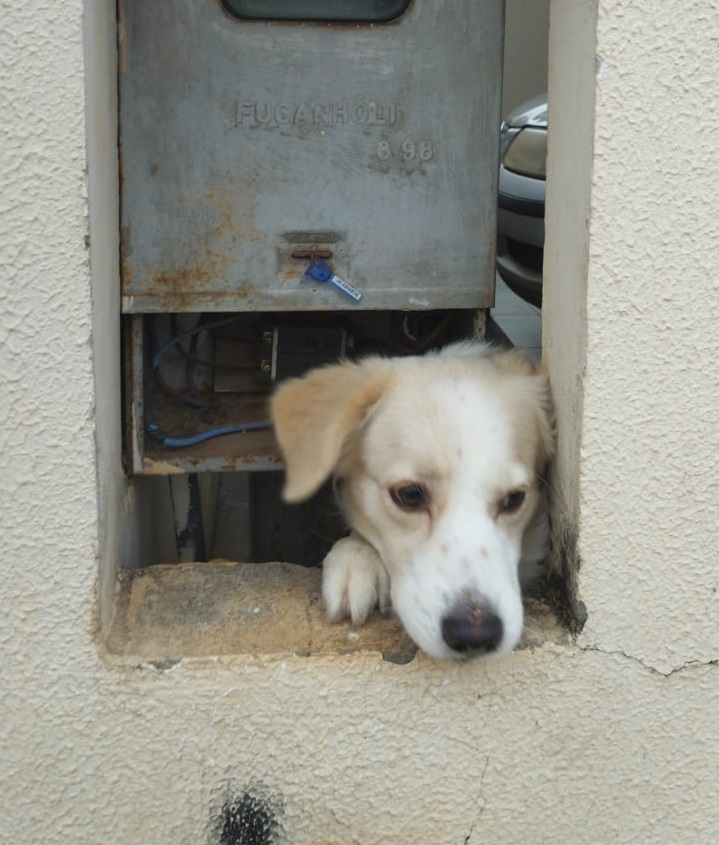 Em alguns imóveis, cães têm acesso à área do padrão de energia, colocando segurança dos profissionais em risco