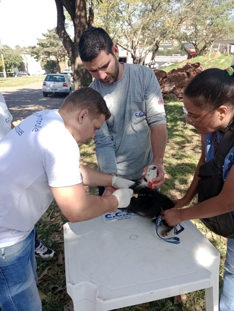 Ações de microchipagem e coleta de sangue da UVZ de Prudente