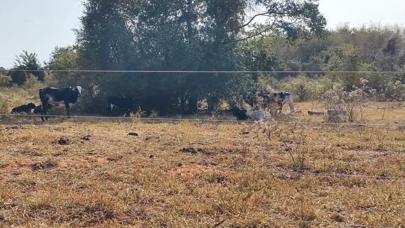 Proprietário de terras arrendou área de preservação permanente para criação de animais bovinos