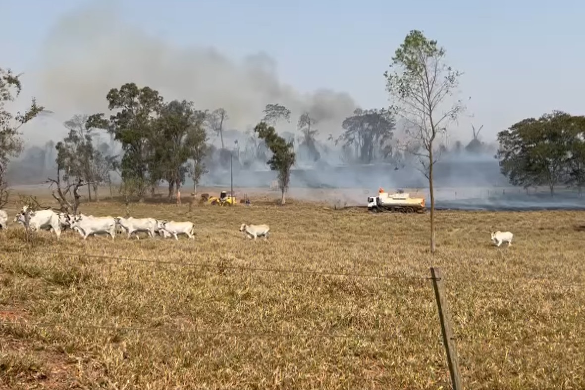 Incêndio de grandes proporções colocou rebanhos em risco em Lucélia