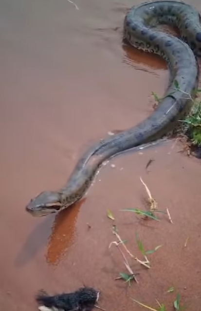 Polícia Ambiental: “não tente capturar o animal, pois ele está em seu habitat natural”