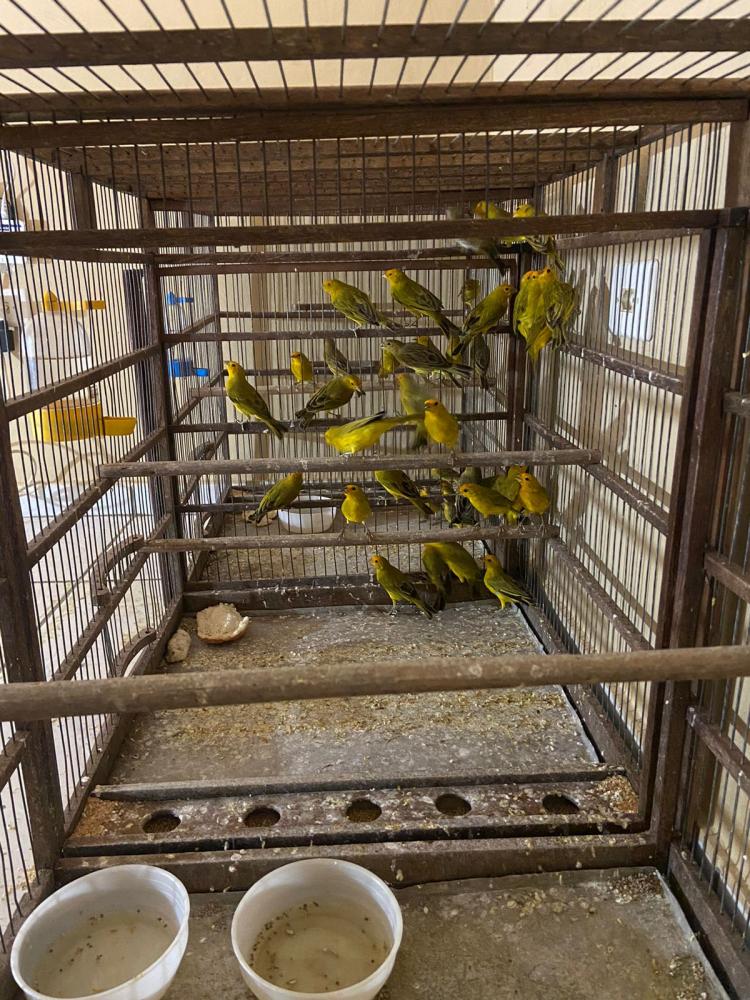 Aves que não tinham nenhum tipo de anilha de identificação estavam presas em 19 gaiolas