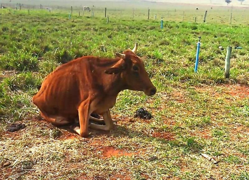 Bovino foi encontrado caído no pasto, com escore corporal magro e sem condições de ficar em pé