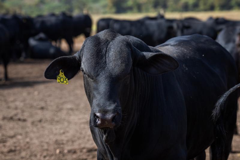 Com a aproximação das chuvas, a multiplicação desses insetos é potencializada, aumentando o grau de infestação em bovinos desprotegidos