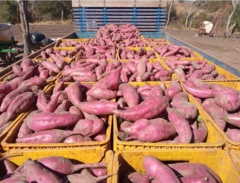 Jovens podem sugerir soluções para fortalecer cadeia produtiva da batata-doce