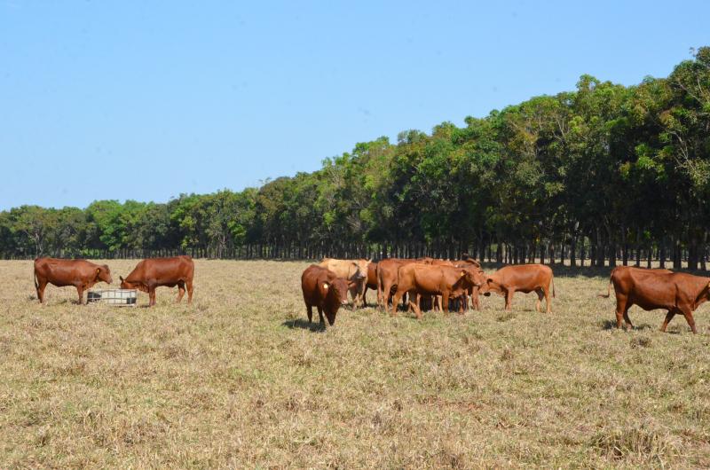 ILPF é uma maneira de adequar a produção agropecuária à adoção de tecnologias sustentáveis