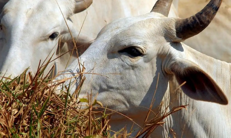 Simpósio sobre reprodução animal será levado para a Feicorte