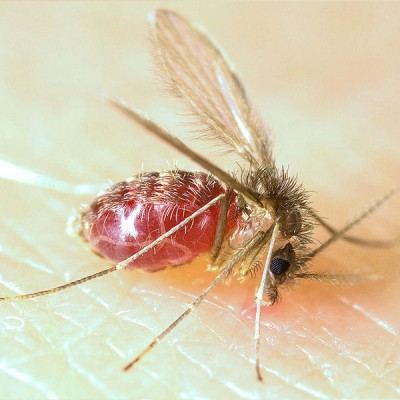 Doença é transmitida ao ser humano pela picada de fêmeas infectadas do mosquito-palha