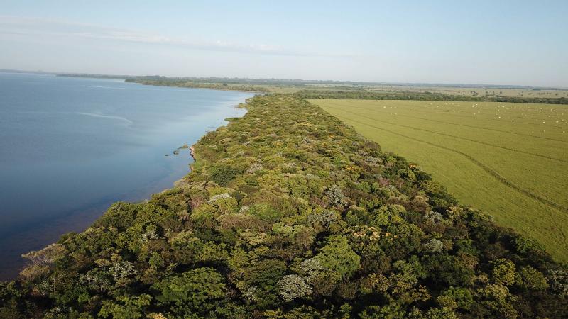 IPÊ atingiu marco de 8 milhões de mudas nativas da Mata Atlântica plantadas na região