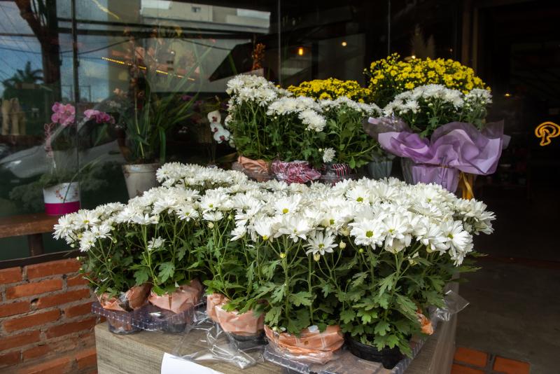 Na Floricultura Primavera, margaridas e crisântemos têm muita procura