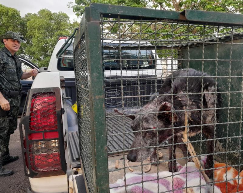 Cão foi encaminhado a UVZ, onde recebeu atendimento e iniciou tratamento necessário