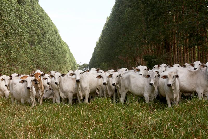 Programação conta com quatro leilões e mais de 500 animais de 10 raças bovinas