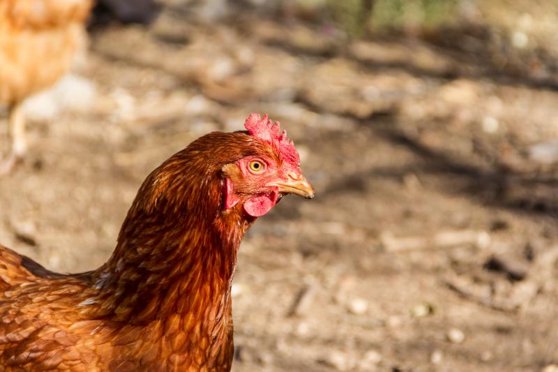 Galinha caipira para consumo deve ter a carne bem cozida, adverte estudo