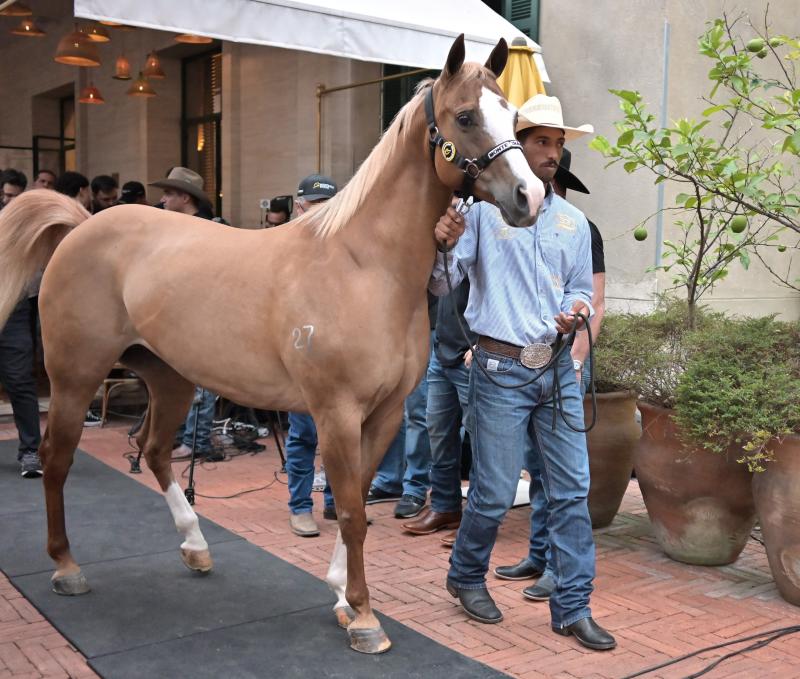 Pela 1ª vez, Hotel Rosewood, localizado no centro de SP, recebeu animais equinos da raça Quarto de Milha