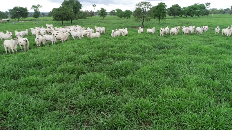 Nova cultivar oferece solução mais completa, com alta produtividade, excelente qualidade nutricional e palatabilidade, além de maior adaptabilidade a diferentes condições climáticas