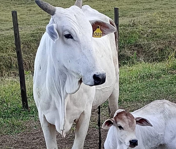  Método busca aprimorar o bem-estar e a produtividade dos animais