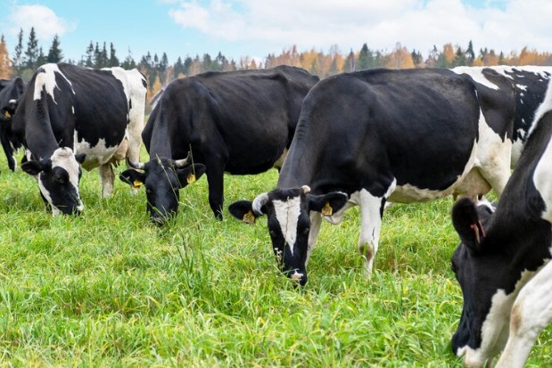  Produto é aplicado diretamente nos tetos das vacas, de forma intramamária, formando uma barreira protetora que impede a entrada de patógenos