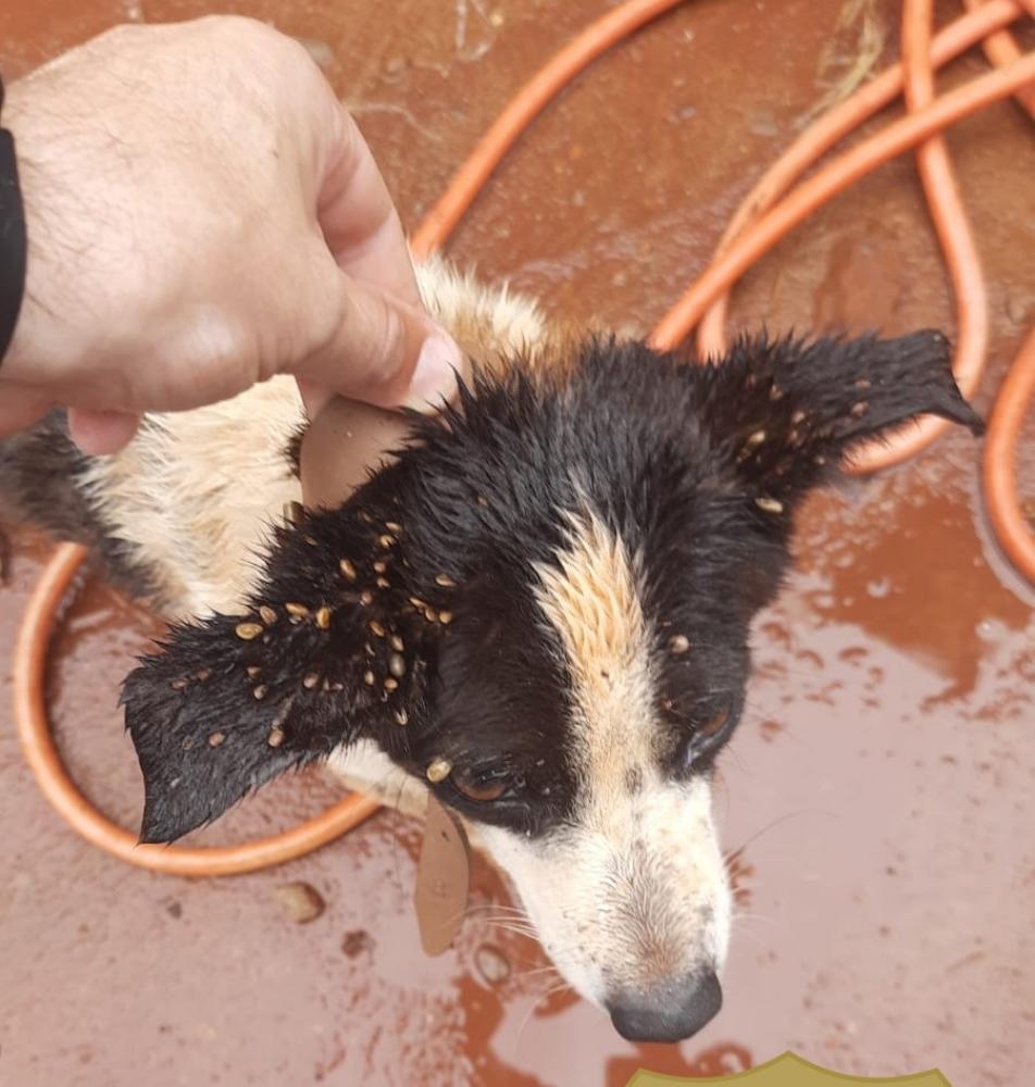 Polícia Civil de Pauliceia resgatou cachorro em situação de total negligência