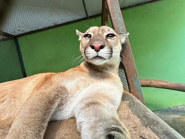 Onça-parda Nala foi resgatada muito ferida quando ainda era filhote