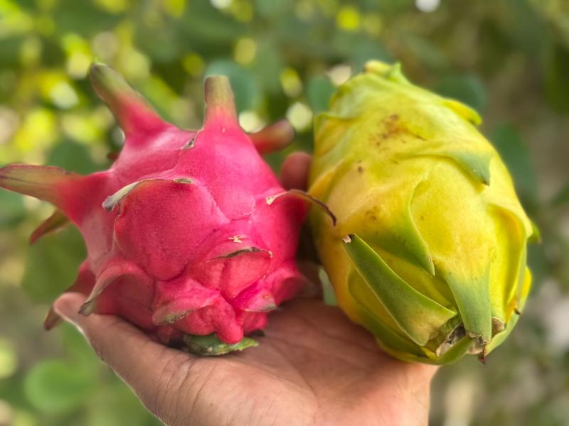 Pitaia é uma planta de fácil manejo