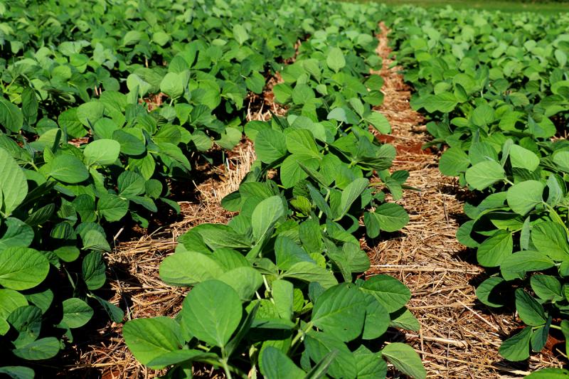 Enquanto controlam pragas e doenças da cultura, bioinsumos não agridem o meio ambiente e contribuem para a produção sustentável