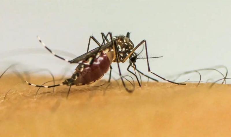 Mosquito Aedes aegypti é o vetor da dengue e de doenças como a chikungunya e o zika vírus 