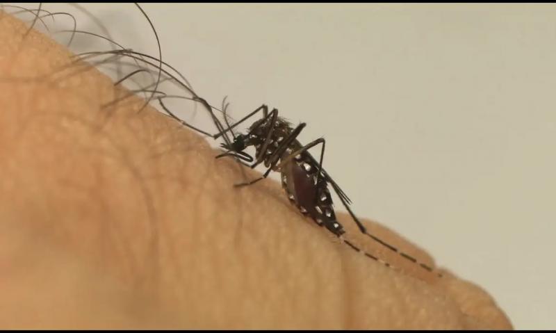 Mosquito Aedes aegypti é o vetor da dengue; vírus transmitido por ele já causou morte de cinco pessoas na região de Prudente