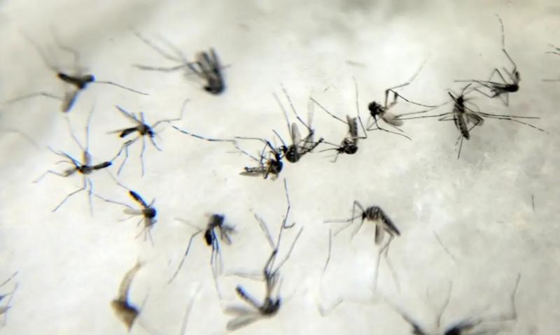 Aedes aegypti se prolifera em recipientes como latas e garrafas vazias, pneus, calhas e qualquer outro objeto que possa armazenar água parada