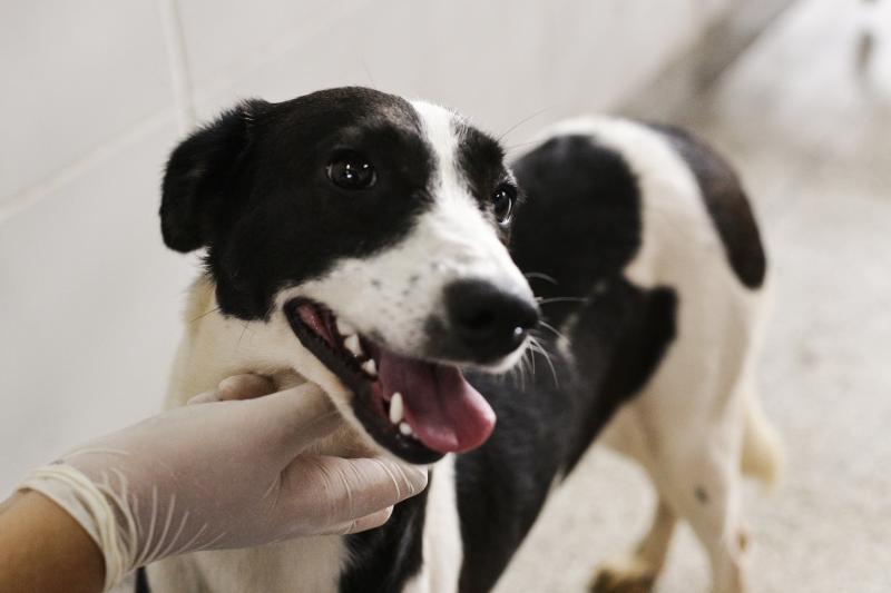 Plantões de atendimento a animais ocorrerão em bairros da cidade