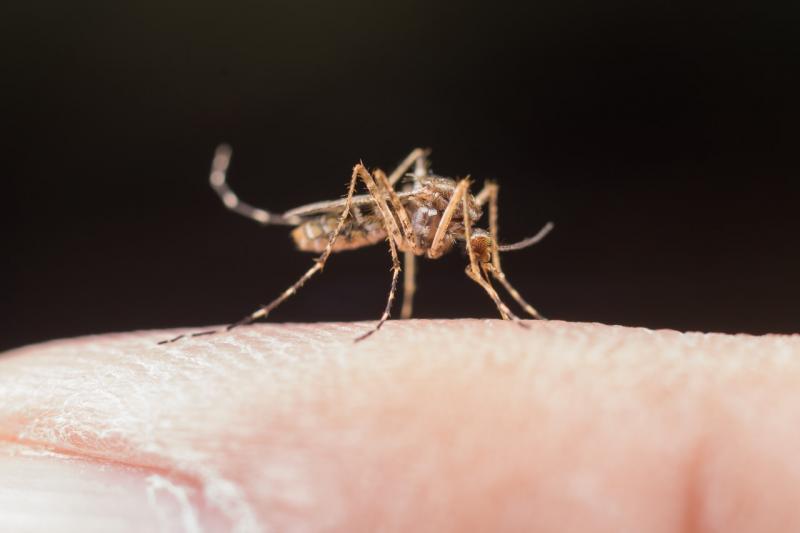 Mosquito Aedes aegypti é transmissor do vírus da dengue