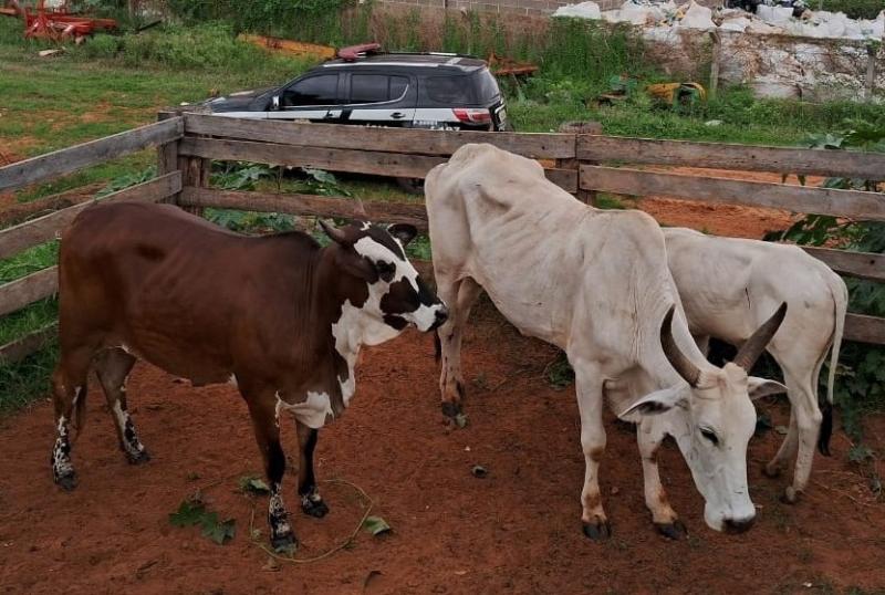 Depois de localizados, animais foram restituídos à vítima, um homem, de 48 anos 