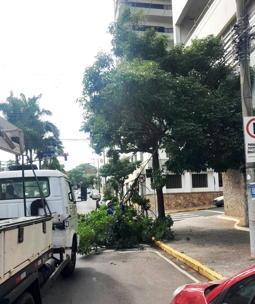 Pedido de autorização para supressão de árvore deve ser realizado através do site da Prefeitura